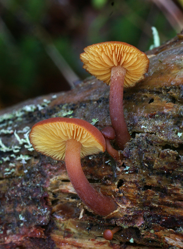 Gymnopilus picreus